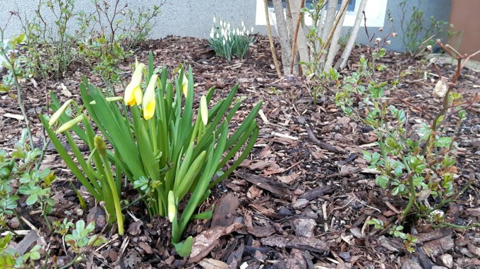 20160226_173749_resized