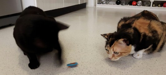 20161026_173607_002-01_resized