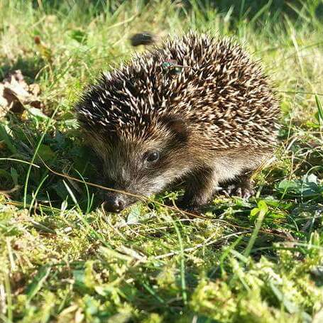 igel