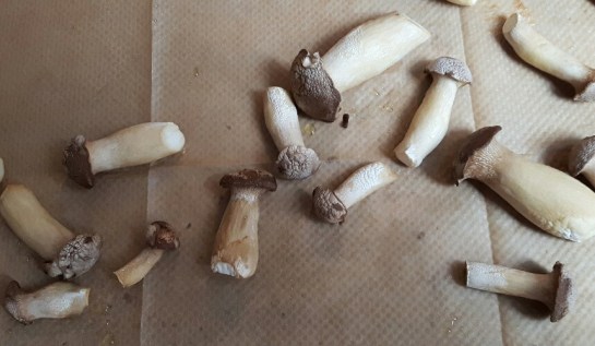 20171008_134343-01-01_resized